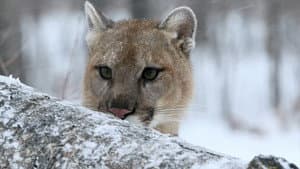 Puma, le fantôme du Gévaudan — foto 1
