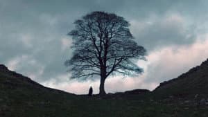 The Sycamore Gap — foto 1
