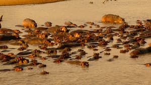 Hippo vs Croc — foto 5