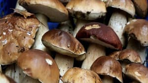 A fond sur le champignon — foto 1