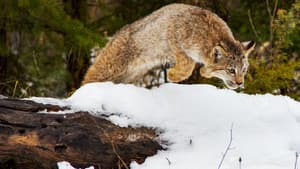 Big Cats: An Amazing Animal Family — foto 5