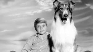 Lassie — foto 2