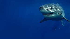 Cannibal Sharks — foto 2