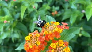 The Last Bumblebee — foto 1