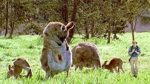 Koalas