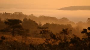 Dawn Chorus: The Sounds of Spring — foto 1