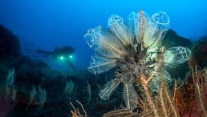 Méditerranée : la face immergée des volcans — foto 1