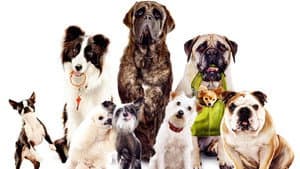 Hotel para Perros — foto 5