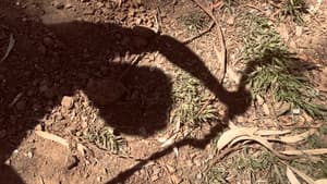 The Monster — foto 1