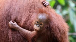 Orang-Utans - Borneos Waldmenschen — foto 3