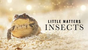 Little Matters: Insects — foto 1