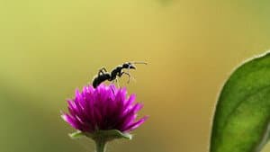 Fabulous Insects - Ants — foto 3