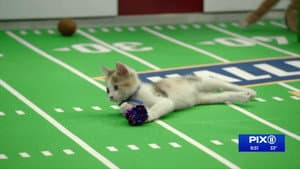 Kitten Bowl VIII Special — foto 1