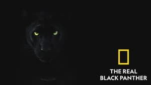 The Real Black Panther — foto 4