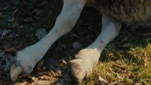 Schaap — foto 6