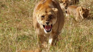 Lions Rule — foto 6