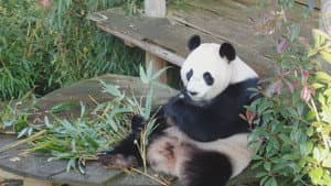 Het echte leven in de dierentuin — foto 1