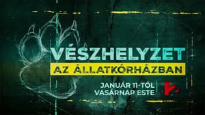 Vészhelyzet az állatkórházban — foto 1