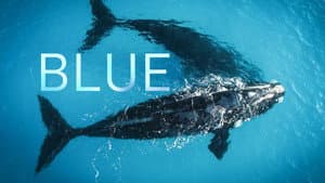 Blue — foto 1