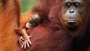 Orang-Utans - Borneos Waldmenschen — foto 1