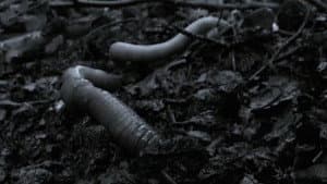 The Worm Hunters — foto 3