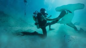 Man vs. Shark — foto 3