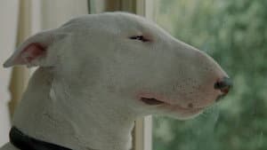 Baxter — foto 4