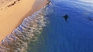 Raging Bull Shark — foto 3