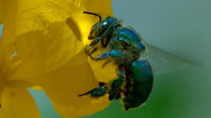Minúsculas reinas de la selva