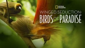 Winged Seduction: Birds of Paradise — foto 3