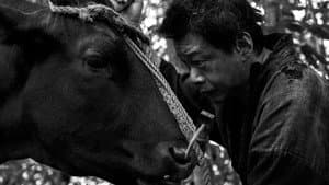 黒の牛 — foto 3