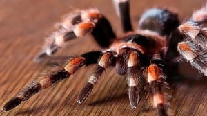 Tarantulas: The Deadly Cargo — foto 2