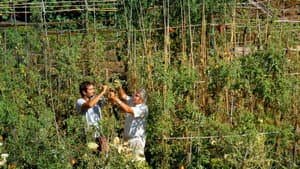 Le potager de mon grand-père — foto 7
