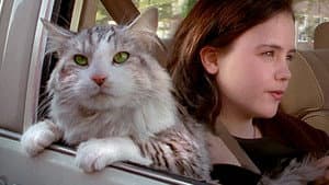 Un gato del F.B.I. — foto 6