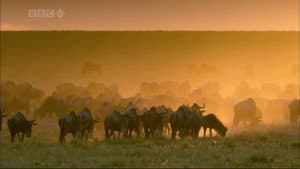 Wildlife Specials — foto 2