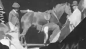 Horse Shoeing — foto 1