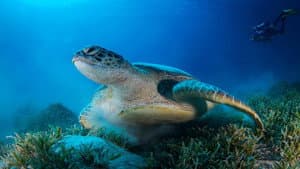 Africa's Underwater Wonders — foto 4