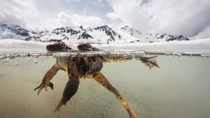 The Sanctuary：Survival Stories of the Alps — foto 1