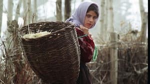 شیوەنی بەفر — foto 1