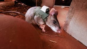 Räumkommando Riesenratte - Spürnasen auf Minensuche — foto 1