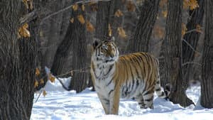 Russland - Im Reich der Tiger, Bären und Vulkane — foto 1