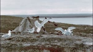 Netsilik Eskimo, II: At the Caribou Crossing Place — foto 3