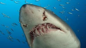 Deep Sea 3D — foto 2