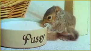 Squirrel on My Shoulder — foto 1