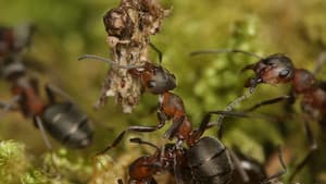 Attenborough and the Empire of the Ants — foto 4