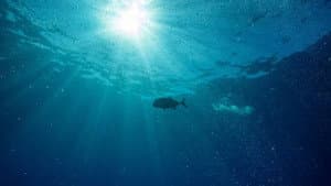 Hope in the Water — foto 1