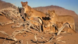 Desert Warriors: Lions of the Namib — foto 2