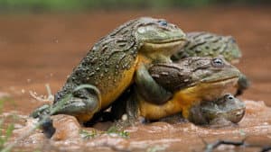 The Mating Game — foto 6