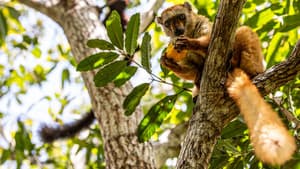 Primates — foto 1