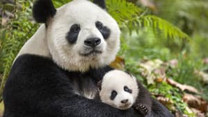 Nacidos en China — foto 2